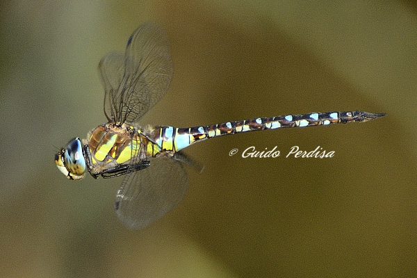 Anax parthenope, in volo? - No, Aeshna mixta